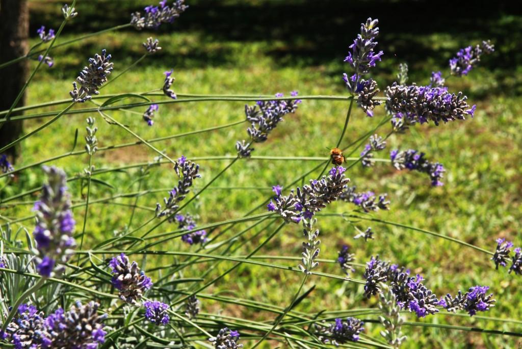 lavanda